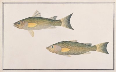 Grey Mullet, from Drawings of Fishes from Malacca, c.1805-18 by Chinese School